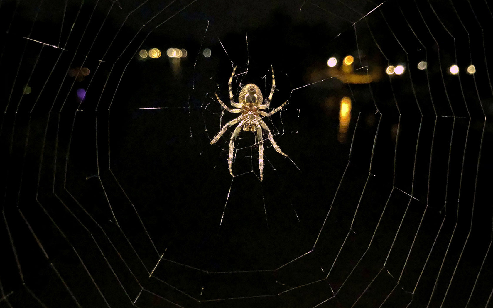 Foto Spinne Spinnennetz Nacht